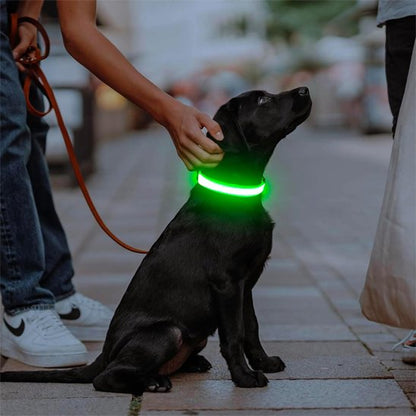 Colliers lumineux pour chiens avec notre compagnon