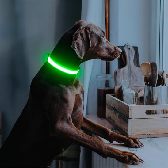 Colliers lumineux pour chiens avec notre toutou