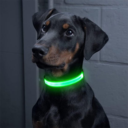 Colliers lumineux pour chiens vert avec notre ami