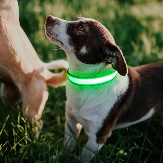 Colliers lumineux pour chiens vert avec notre compagnon