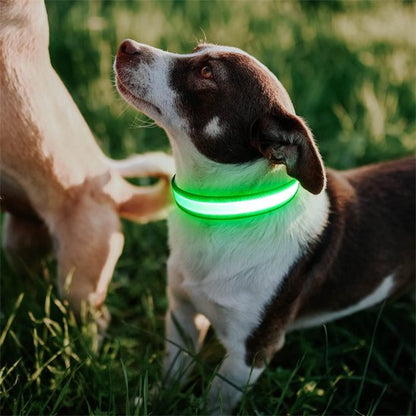Colliers lumineux pour chiens vert avec notre compagnon