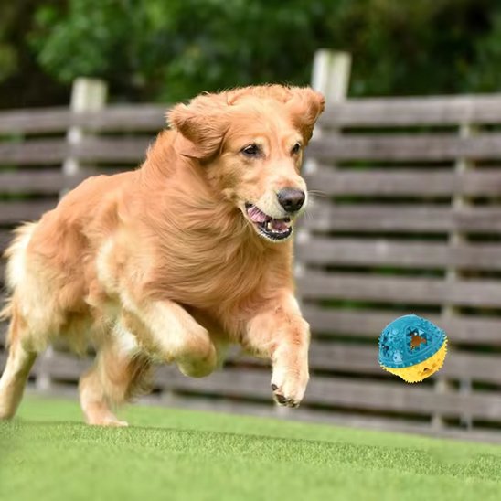 Compagnon qui joue avec jouet pour chien