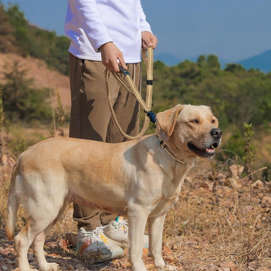 deux amies se promene avec laisse pour chien montagne