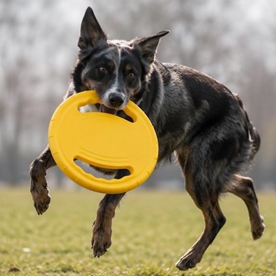 Entrainement de notre toutou avec frisbee chien