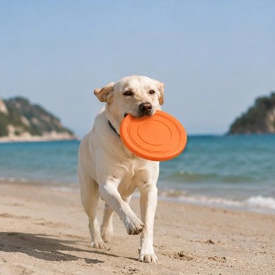 Frisbee chien avec notre compagnon en plage
