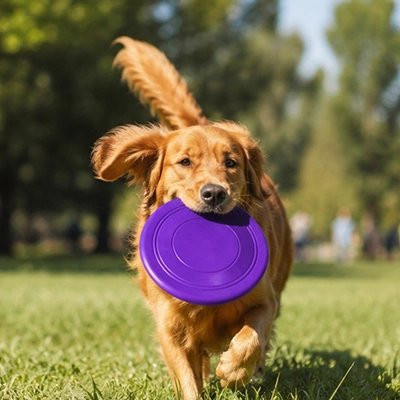 Frisbee chien violet avec notre toutou au parc