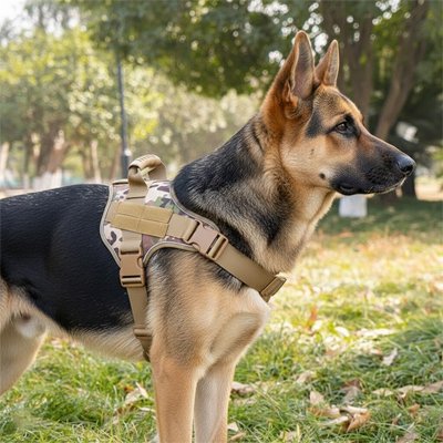 Harnais anti traction chien avec notre ami en promenade 