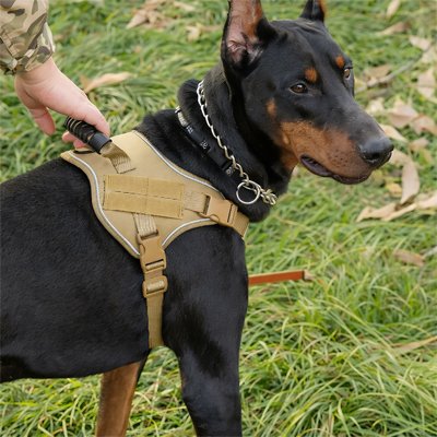 Harnais anti traction chien avec notre compagnon