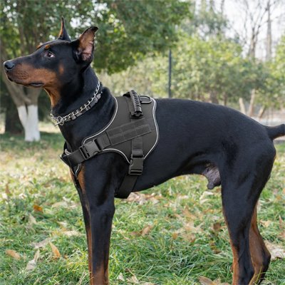 Harnais anti traction chien noir avec notre toutou en balade