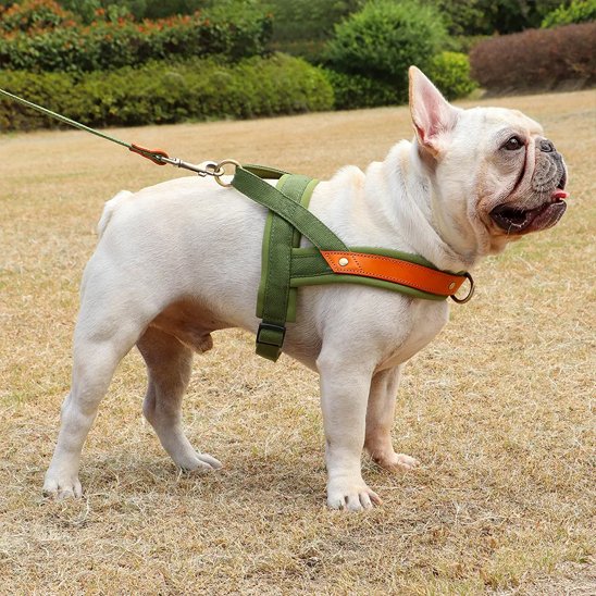 Harnais Chien anti traction vert avec notre toutou