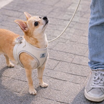 Harnais chiot beige avec nos amis en promenade