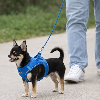 Harnais chiot bleu avec notre ami en promenade