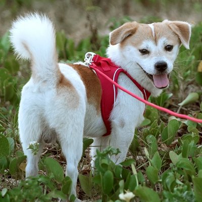 Harnais chiot rouge avec notre ami en balade