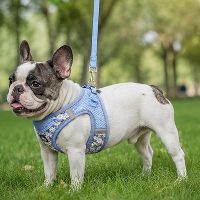 Harnais pour chien bleu sur notre ami en balade