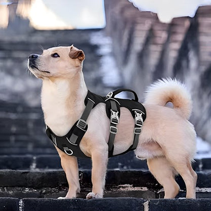 Harnais pour chien noir avec notre compagnon