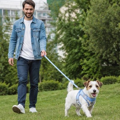 Harnais pour chien sur toutou en promenade