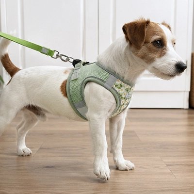Harnais pour chien vert sur notre ami