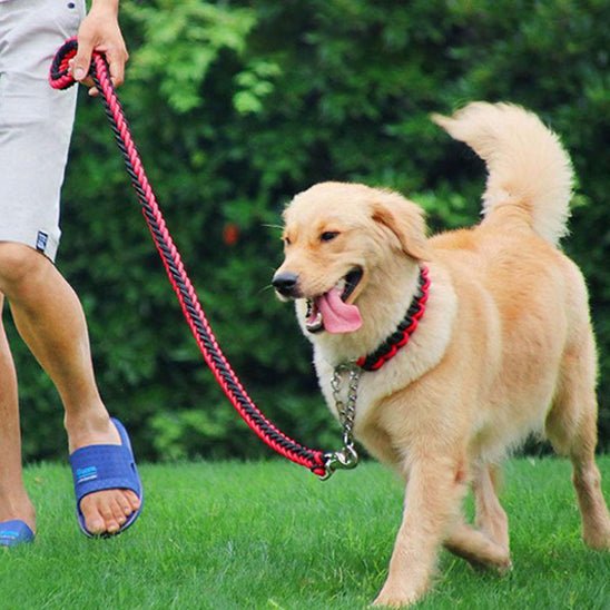 laisse chien albino autour du cou de notre compagnon au promenade