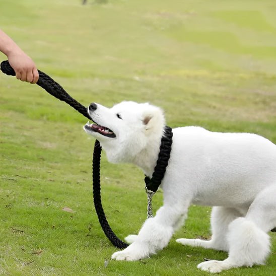 laisse chien albino autour du cou en jouant avec laisse