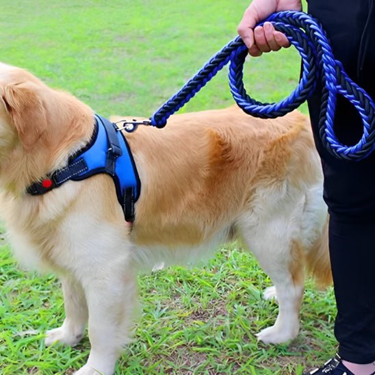 laisse chien bleu autour du cou de notre ami