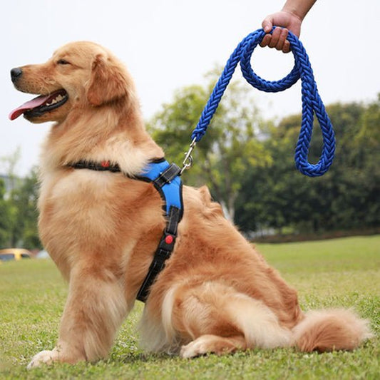 laisse chien bleu autour du cou de notre compagnon au parc