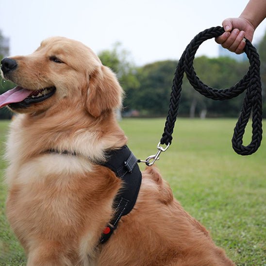 laisse chien noir autour cou notre compagnon dans paysage naturel