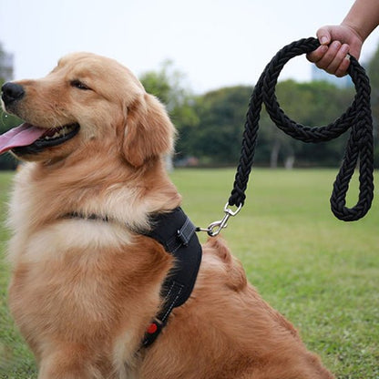 laisse chien noir autour cou notre compagnon dans paysage naturel