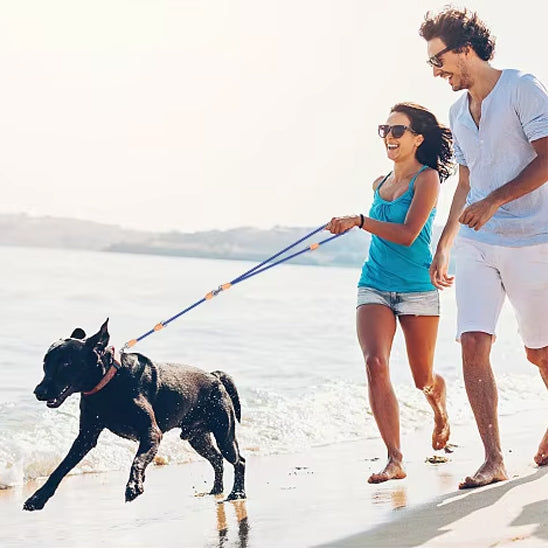 laisse double pour chien autour cou notre ami accompagne maitres