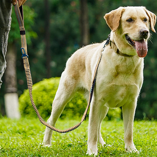 laisse pour chien belge autour cou notre ami