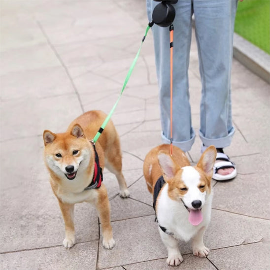 laisse pour chien enrouleur avec deux amies se promenant dans rue avec leur maitresse