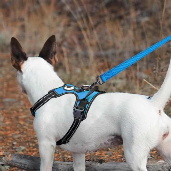 Longe chien bleu de sortie avec notre petit toutou
