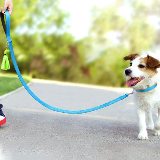 Longe chien bleu en balade avec notre toutou