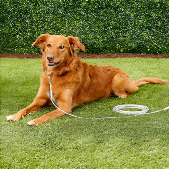 longe chien cable gris autour cou chien marron assis dans herbe