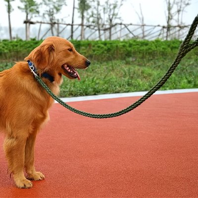 Longe Chiens autour cou notre ami a entrainement