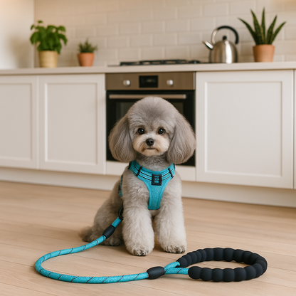 longe chiens autour cou notre compagnon