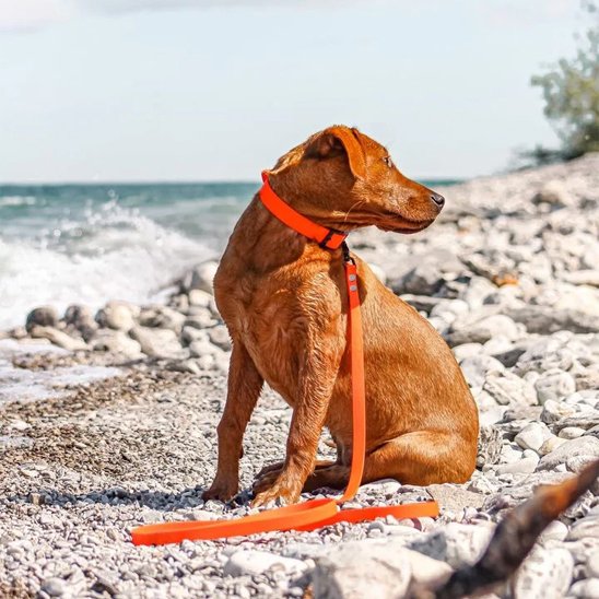 Longe pour chien autour cou notre ami bord mer