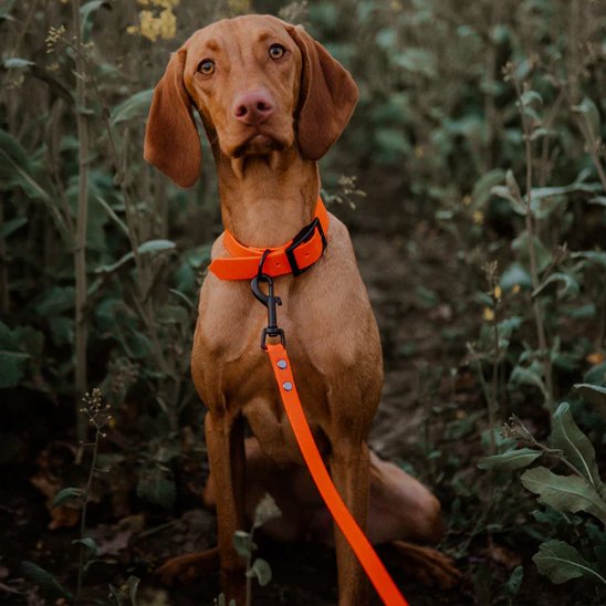Longe pour chien orange autour cou chien