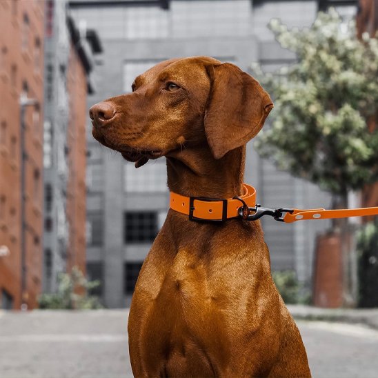 Longe pour chien orange autour cou notre ami dehors