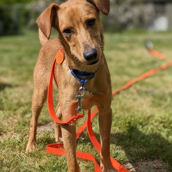 Longe pour chien orange autour cou notre ami