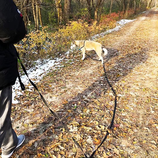 Longes chien noir en promenade avec notre ami