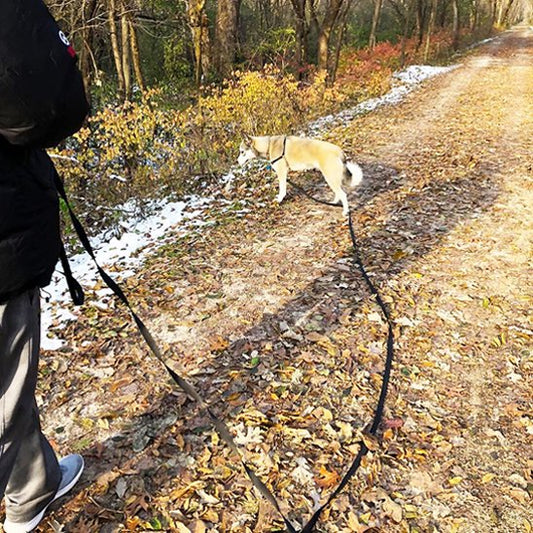 Longes chien noir en promenade avec notre ami