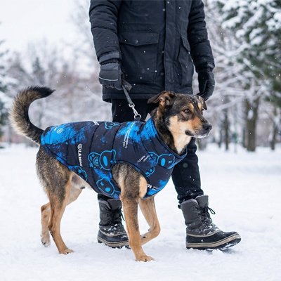 Manteau chien sur notre ami en balade