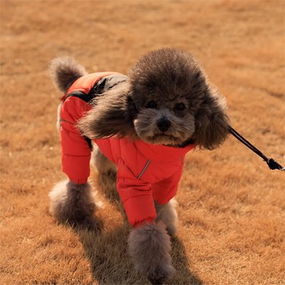 Manteau pour chien orange sur notre toutou en balade
