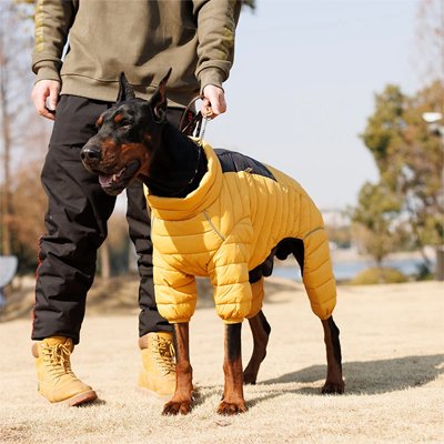 Manteau pour chien sur notre toutou en balade avec son maitre 