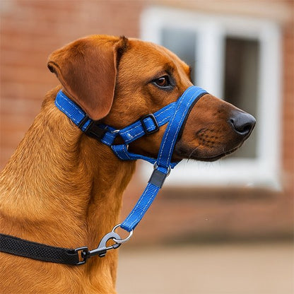 Muselière chien​ bleu sur notre compagnon