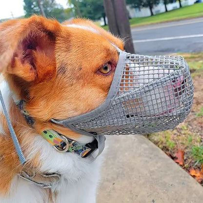 Muselière chien gris sur notre ami