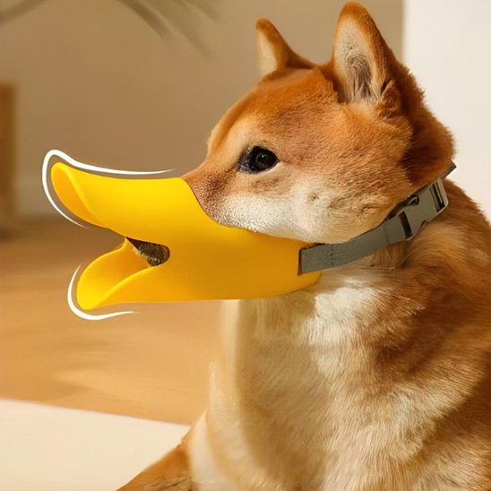 Muselière chien jaune sur notre ami