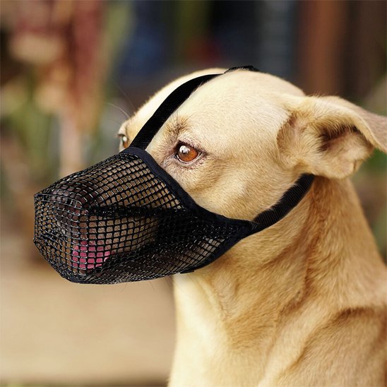 Muselière chien noir sur notre ami
