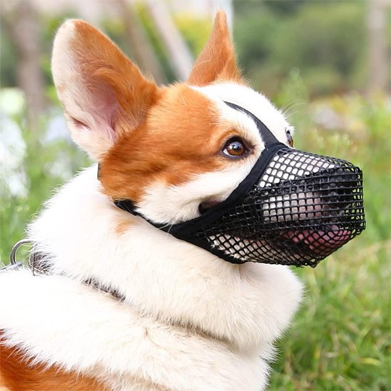 Muselière chien noir sur notre toutou 