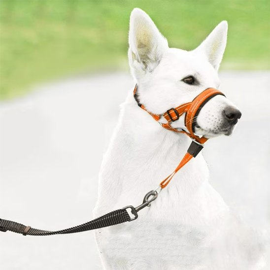 Muselière chien​ orange sur notre
ami en balade